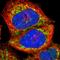 Apolipoprotein O Like antibody, HPA000612, Atlas Antibodies, Immunofluorescence image 