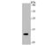 Histone Cluster 4 H4 antibody, NBP2-80444, Novus Biologicals, Western Blot image 