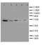 Annexin A7 antibody, LS-C313195, Lifespan Biosciences, Western Blot image 