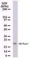 Acidic Nuclear Phosphoprotein 32 Family Member A antibody, MA1-41180, Invitrogen Antibodies, Western Blot image 