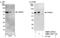 Negative Elongation Factor Complex Member B antibody, NBP1-05977, Novus Biologicals, Western Blot image 