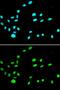 RuvB Like AAA ATPase 1 antibody, GTX33482, GeneTex, Immunofluorescence image 