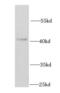 Interferon Regulatory Factor 2 antibody, FNab04386, FineTest, Western Blot image 