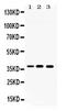 Lactate Dehydrogenase A antibody, PA5-79593, Invitrogen Antibodies, Western Blot image 