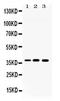 Lactate Dehydrogenase A antibody, PA5-79593, Invitrogen Antibodies, Western Blot image 