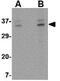 Protein orai-3 antibody, GTX85438, GeneTex, Western Blot image 