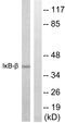 NFKB Inhibitor Beta antibody, LS-C117615, Lifespan Biosciences, Western Blot image 