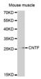 Ciliary Neurotrophic Factor antibody, abx001565, Abbexa, Western Blot image 