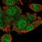 RNA Polymerase III Subunit G antibody, HPA052658, Atlas Antibodies, Immunofluorescence image 