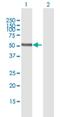 Patatin Like Phospholipase Domain Containing 3 antibody, H00080339-B01P, Novus Biologicals, Western Blot image 