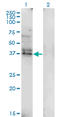 Leukocyte-associated immunoglobulin-like receptor 1 antibody, LS-C197596, Lifespan Biosciences, Western Blot image 