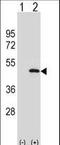 Autophagy Related 3 antibody, LS-C156581, Lifespan Biosciences, Western Blot image 