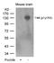 BDNF/NT-3 growth factors receptor antibody, AP08028PU-S, Origene, Western Blot image 