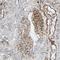 DANCE antibody, NBP1-90101, Novus Biologicals, Immunohistochemistry frozen image 