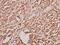 GATA Binding Protein 2 antibody, PA5-36109, Invitrogen Antibodies, Immunohistochemistry paraffin image 