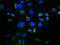 Dishevelled Segment Polarity Protein 2 antibody, LS-C375621, Lifespan Biosciences, Immunofluorescence image 