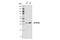 Methylenetetrahydrofolate Dehydrogenase (NADP+ Dependent) 2, Methenyltetrahydrofolate Cyclohydrolase antibody, 41377S, Cell Signaling Technology, Western Blot image 