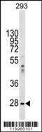 Eukaryotic Translation Initiation Factor 2B Subunit Alpha antibody, MBS9208000, MyBioSource, Western Blot image 
