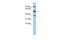 Enhancer Of Zeste 1 Polycomb Repressive Complex 2 Subunit antibody, PA5-41428, Invitrogen Antibodies, Western Blot image 