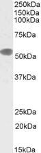 Perilipin 1 antibody, GTX89060, GeneTex, Western Blot image 