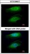 RPTOR Independent Companion Of MTOR Complex 2 antibody, LS-C185632, Lifespan Biosciences, Immunocytochemistry image 