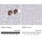 Podocalyxin Like antibody, NBP2-52912, Novus Biologicals, Immunohistochemistry paraffin image 