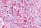 G Protein-Coupled Receptor 37 antibody, NLS129, Novus Biologicals, Immunohistochemistry paraffin image 