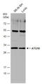 Autophagy Related 10 antibody, GTX132449, GeneTex, Western Blot image 
