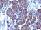 Golgi Glycoprotein 1 antibody, MBS438610, MyBioSource, Immunohistochemistry paraffin image 