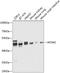 Adaptor Related Protein Complex 1 Subunit Mu 2 antibody, 23-515, ProSci, Western Blot image 
