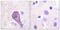 Rhodopsin antibody, A30435, Boster Biological Technology, Immunohistochemistry frozen image 