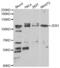 Zinc Finger E-Box Binding Homeobox 1 antibody, abx004279, Abbexa, Western Blot image 