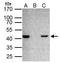 TAR DNA Binding Protein antibody, GTX114210, GeneTex, Immunoprecipitation image 