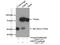 Heat Shock Protein Family A (Hsp70) Member 9 antibody, 14887-1-AP, Proteintech Group, Immunoprecipitation image 