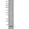 C-C Motif Chemokine Ligand 18 antibody, abx148996, Abbexa, Western Blot image 