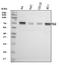 DNA Polymerase Alpha 2, Accessory Subunit antibody, A08427-2, Boster Biological Technology, Western Blot image 