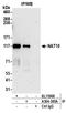N-Acetyltransferase 10 antibody, A304-385A, Bethyl Labs, Immunoprecipitation image 