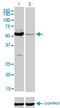 MutY DNA Glycosylase antibody, LS-C197721, Lifespan Biosciences, Western Blot image 