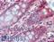 Two Pore Segment Channel 2 antibody, LS-B4183, Lifespan Biosciences, Immunohistochemistry paraffin image 