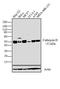 Cathepsin D antibody, MA5-17236, Invitrogen Antibodies, Western Blot image 