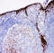 Cystatin A antibody, LS-C313223, Lifespan Biosciences, Immunohistochemistry frozen image 