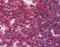 Sialophorin antibody, 51-119, ProSci, Immunohistochemistry frozen image 