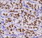 Baculoviral IAP repeat-containing protein 5 antibody, TA336666, Origene, Immunohistochemistry frozen image 