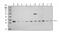 Cyclin Dependent Kinase Inhibitor 1C antibody, A01244-2, Boster Biological Technology, Western Blot image 