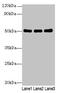 SIGLEC6 antibody, CSB-PA021300LA01HU, Cusabio, Western Blot image 