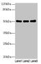 Sialic Acid Binding Ig Like Lectin 6 antibody, CSB-PA021300LA01HU, Cusabio, Western Blot image 