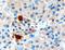 Pancreatic Polypeptide antibody, TA303038, Origene, Immunohistochemistry paraffin image 