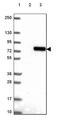 FKBP Prolyl Isomerase 10 antibody, PA5-63387, Invitrogen Antibodies, Western Blot image 