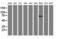 Golgi Membrane Protein 1 antibody, LS-C173647, Lifespan Biosciences, Western Blot image 