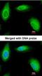 RAN Binding Protein 1 antibody, orb74009, Biorbyt, Immunofluorescence image 